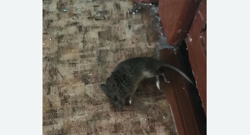 Дезинфекция от мышей в Лосиноостровском районе Москвы